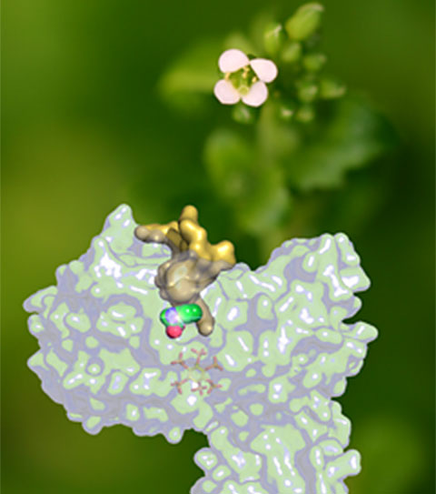 Figure 1: Auxin regulates plant growth by targeting the TIR1 ubiquitin ligase...